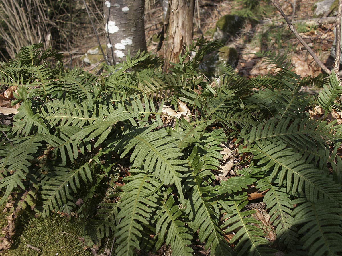 Polypodium vulgare